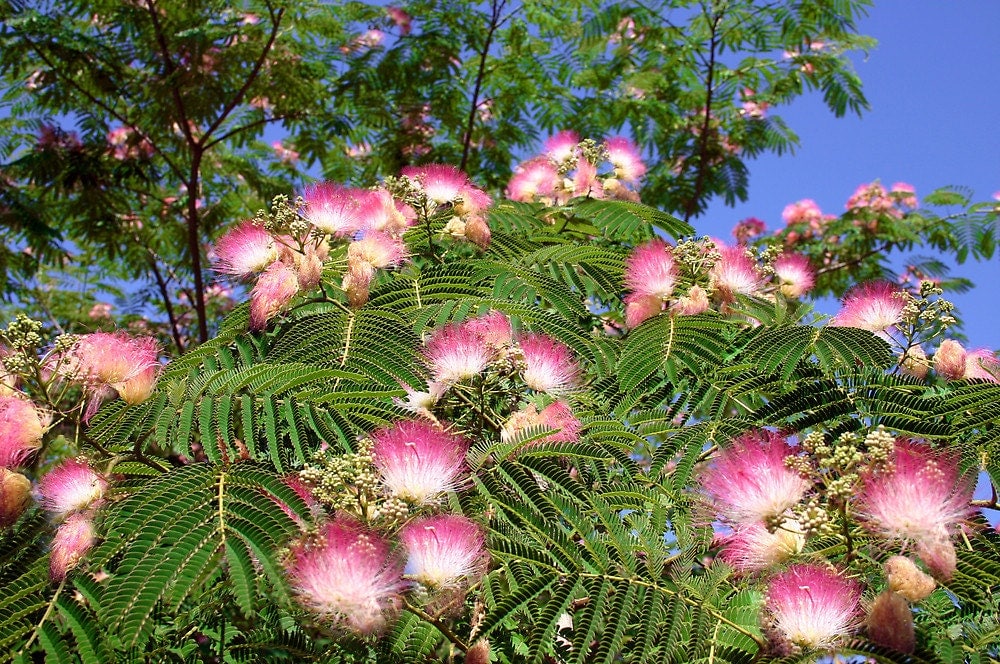 Mimosa 3 Live Trees 6-9 Tall Mimosa Tree of by BilliesBloomers