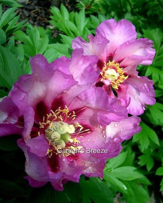 Itoh Peony Takara 56 eye bare root Intersectional Peony