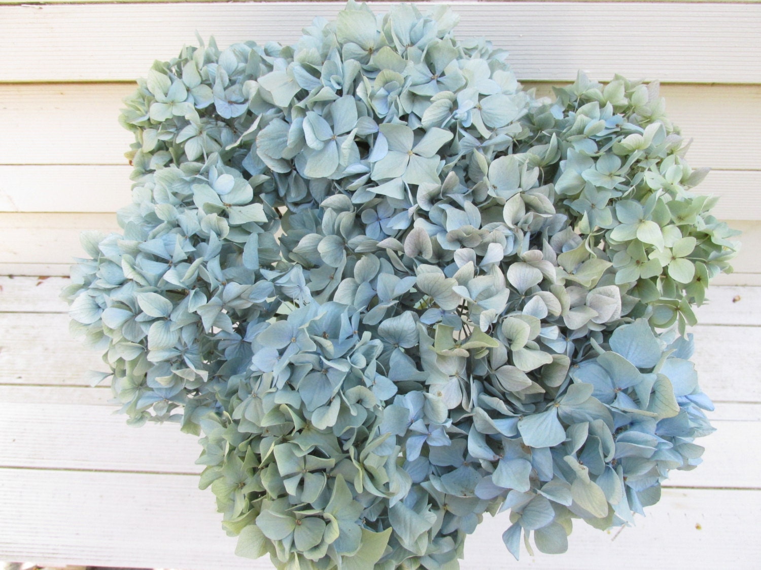 Dried Hydrangea Flowers Light Blue Green Cream Colors 8