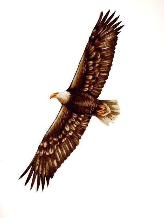American Bald Eagle Soaring Eagle Eagle Decor Bald