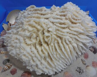 CORAL, Huge LETTUCE CORAL, Ocean Coral, Table Coral, Real Coral, Natural Coral, Beach Decor, Nautical Decor, Salt Life, Sea Life, Home Decor