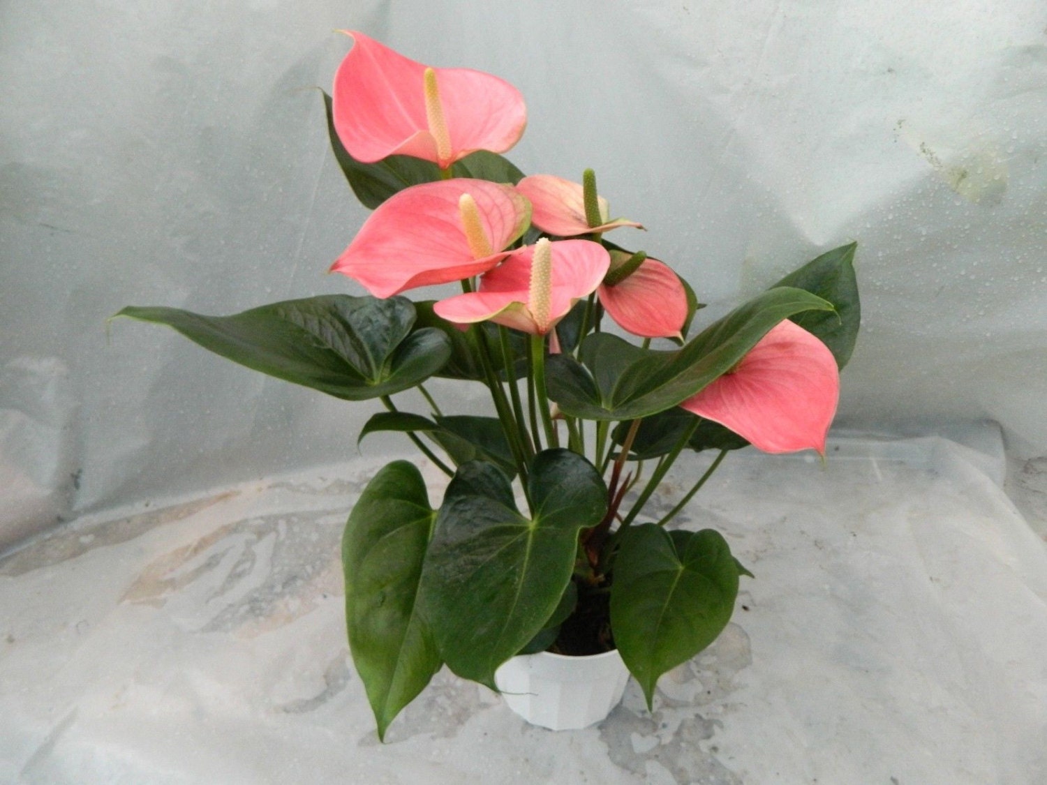 Pink Anthurium Plant in 6 inch pot with Flowers