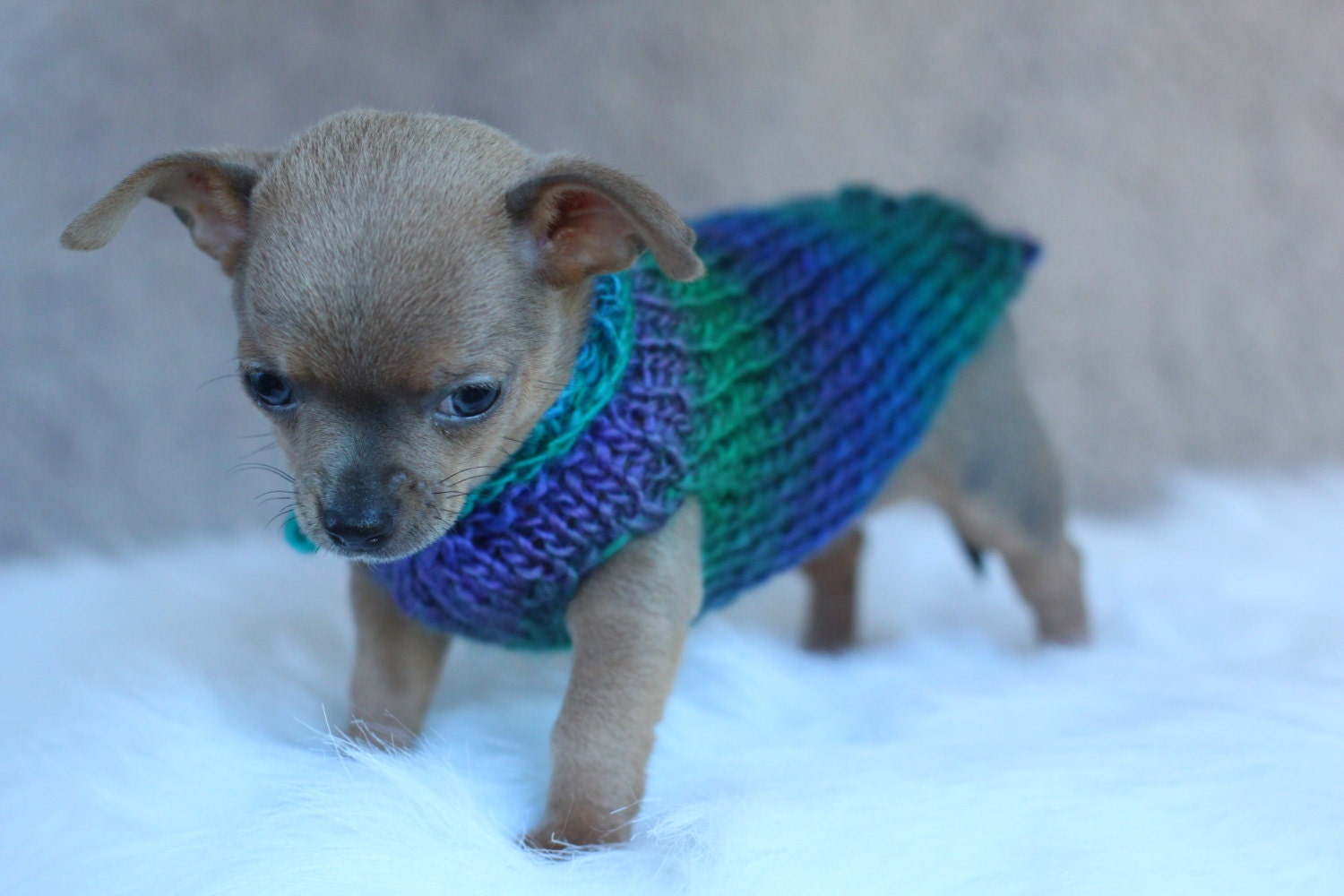 Meet My New Puppy Collection Chihuahua sweater Chihuahua