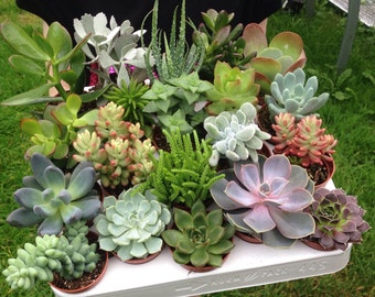 Set of 10 Mixed Succulent Plants in 5.5cm (2.5") Pots. Indoor/House Plants. Terrariums. Living Walls. Fairy Garden. Wedding Favours