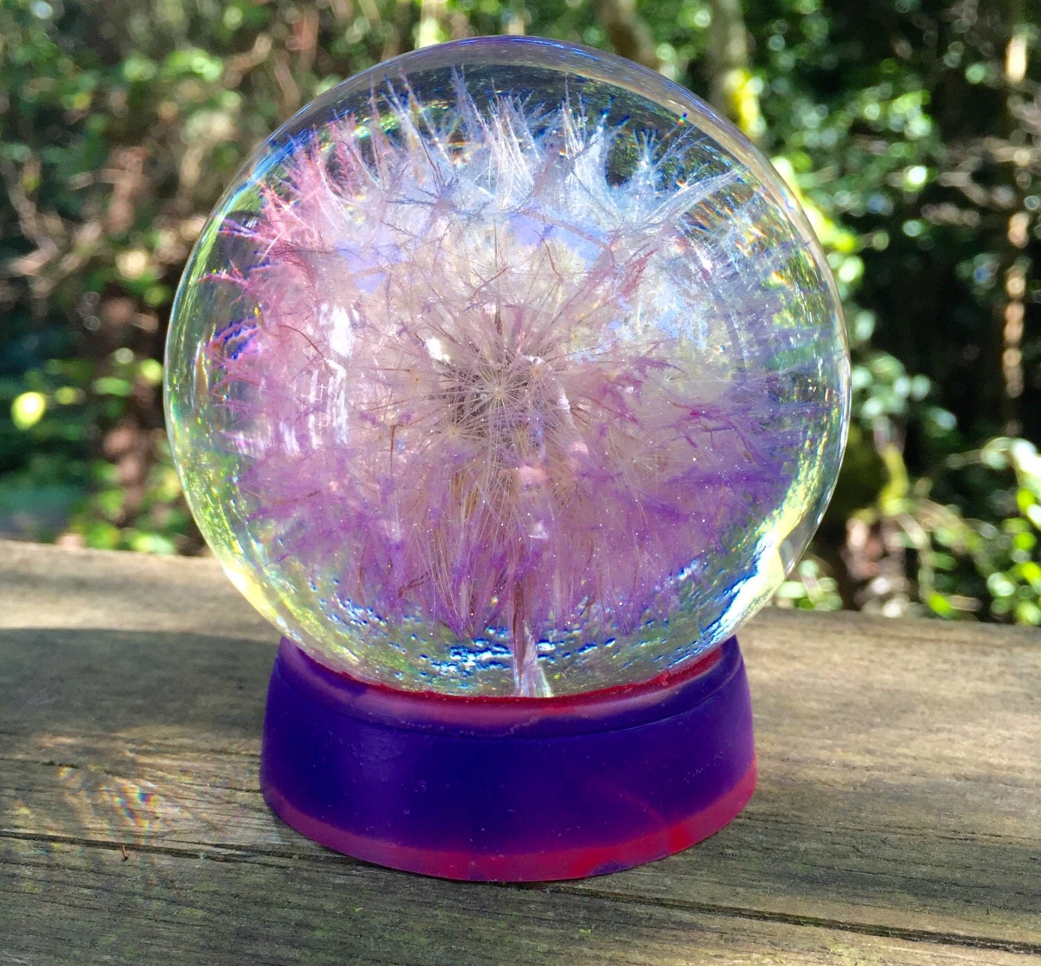Purple Large Oregonian Dandelion Globe Keepsake. Dandelion