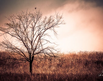 A Tree on the Plains. Tall Grass Prairie Preserve, Pawhuska OK