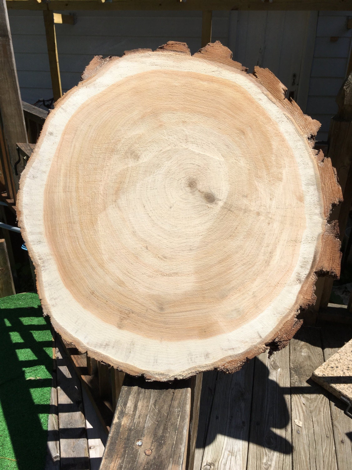 Wood elm slice 15 inch diameter 1.251.5 inch thick with bark
