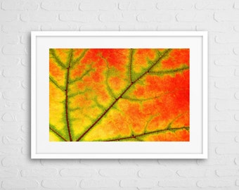 framed maple leaf