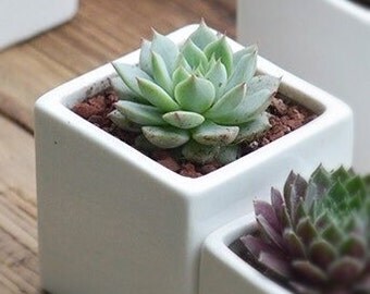 White ceramic square Succulent planter have a drainage hole 2.5"