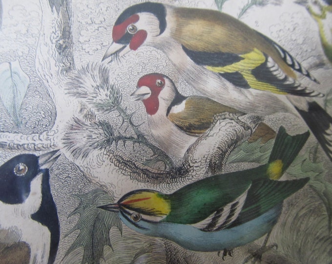 Antique lithograph bird print, framed ornithology image, birds: Lesser redpole, Goldfinch, siskin, reed bunting, wren