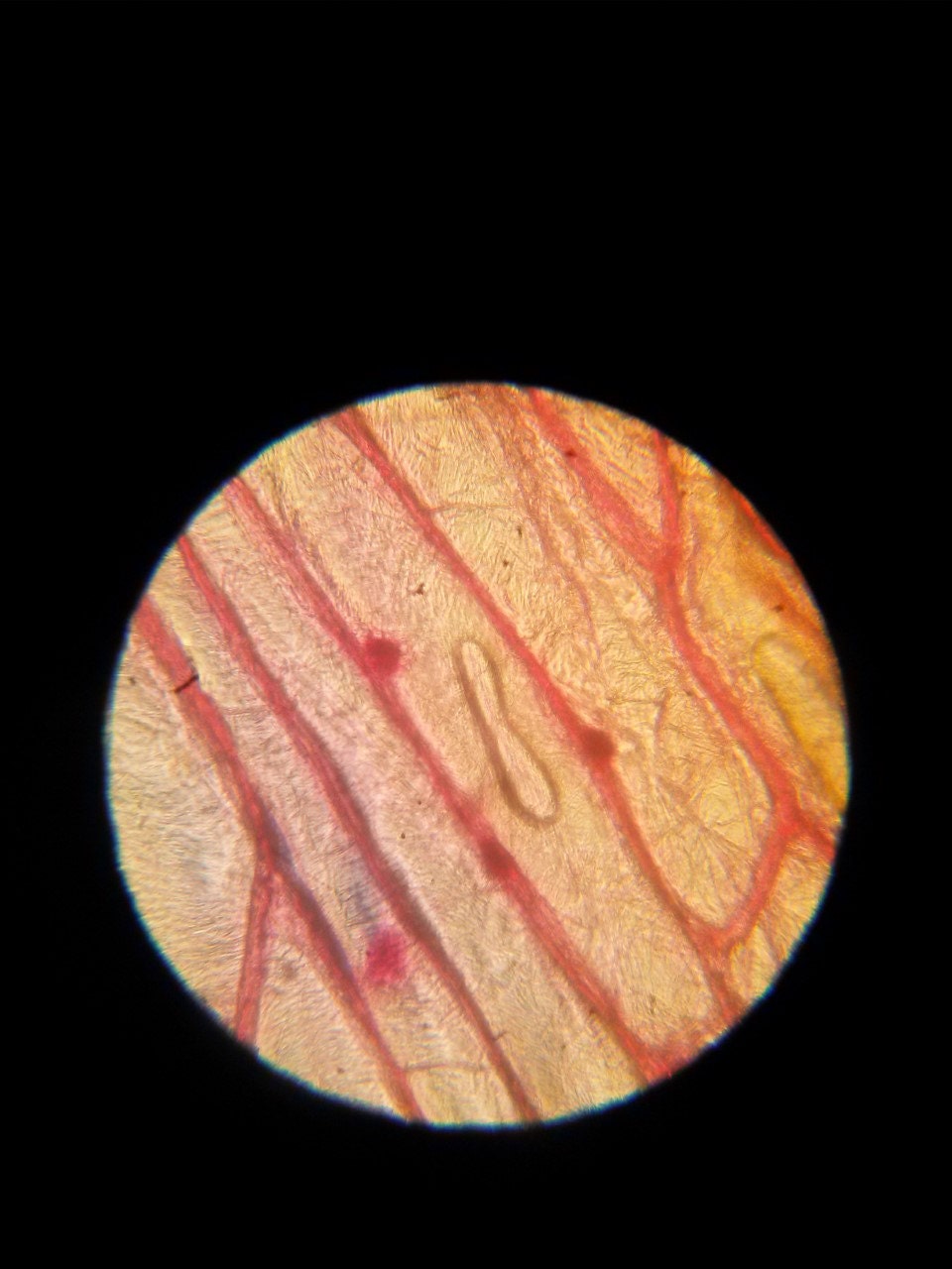 Onion Bulb Epidermis Prepared Microscope Slide25 Pack vrogue.co