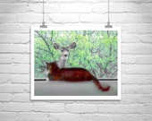 Cat Photography, Cat Print, Cat Picture, Cat Art, Deer Art, Wildlife, Cute Animals, 8 x 10, 11 x 14, Murray Bolesta, MurrayBolesta Cat Photography, Cat Print, Cat Picture, Cat Art, Deer Art, Wildlife, Cute Animals, 8 x 10, 11 x 14, Murray Bolesta, MurrayBolesta