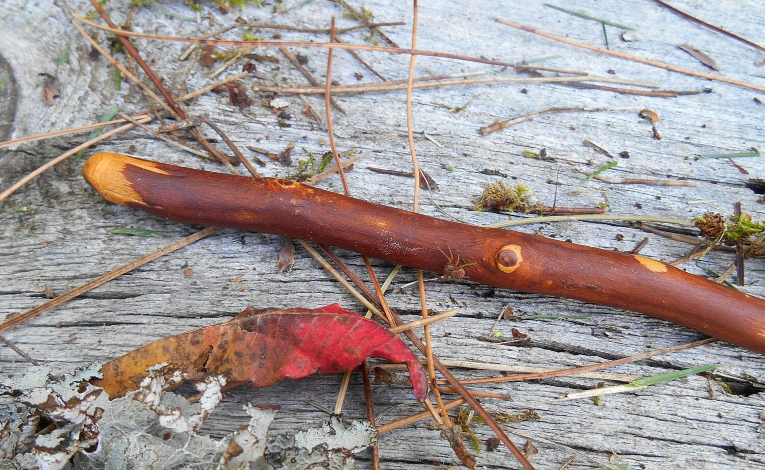 Alder Wand Natural Wood wand FREE US Shipping by bearpawrustics