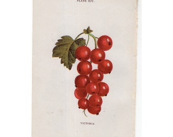 1905 CURRANTS fruit print - original antique miniature berries lithograph - CURRANT