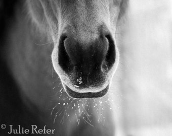 Horse Photography Black and White Horse Art