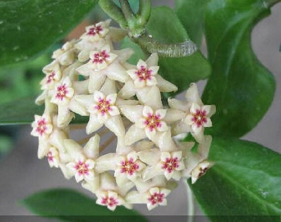 Hoya Limoniaca Live Succulent Plant by KiKiBeauTeak on Etsy