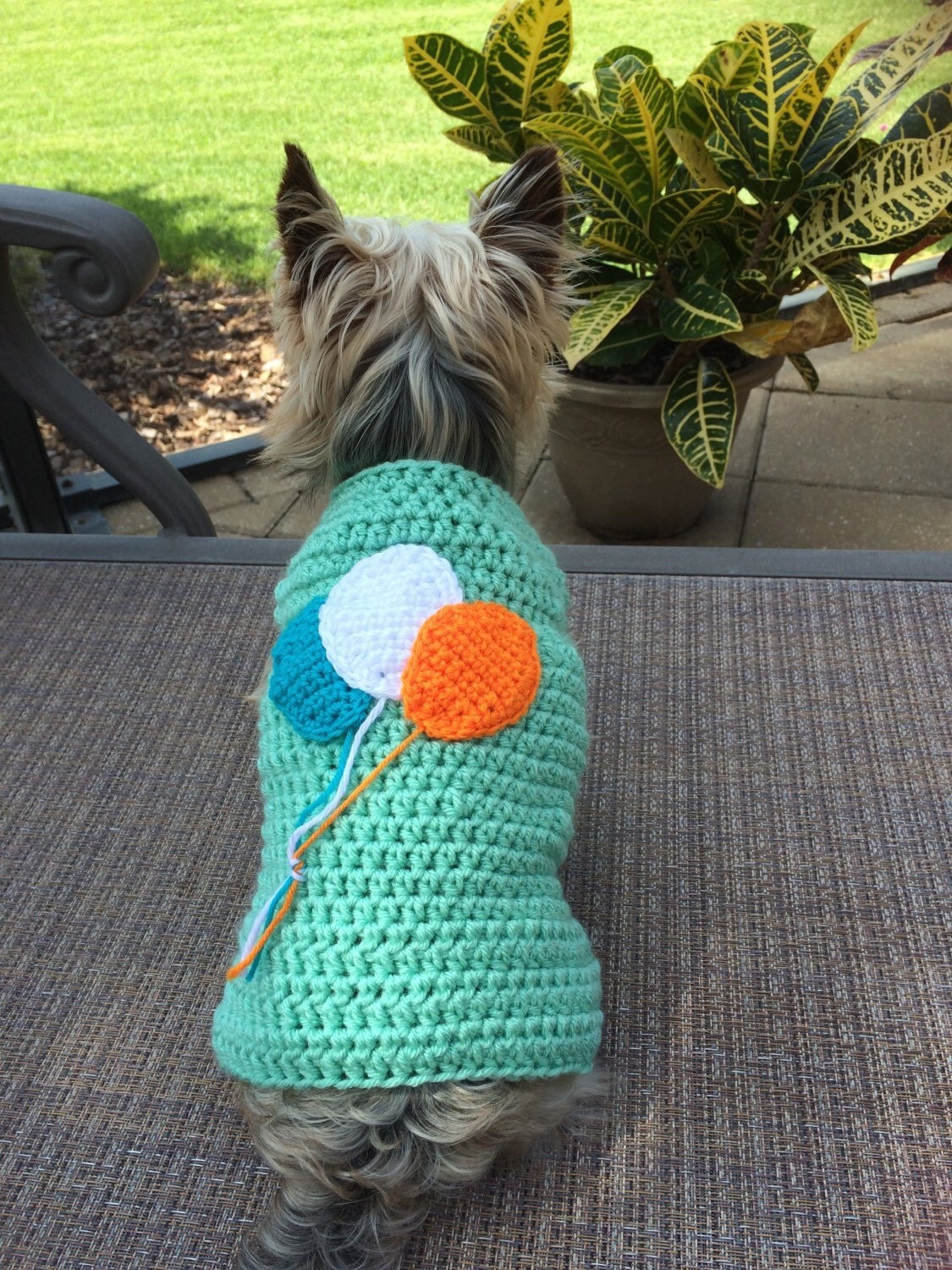 Dog Sweater Birthday Dog Sweater Custom Made XSmall/