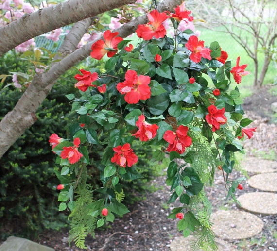 Silk Hanging Plant Red Hibiscus with long Fern