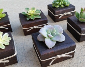 Succulent WEDDING Favors, dark wood, Succulent Bridal Shower favor, Baby shower favor, Special Event Favor, Spring or summer