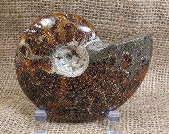 Ammonite Fossil (repaired) - 3.6 inches - Item 73871