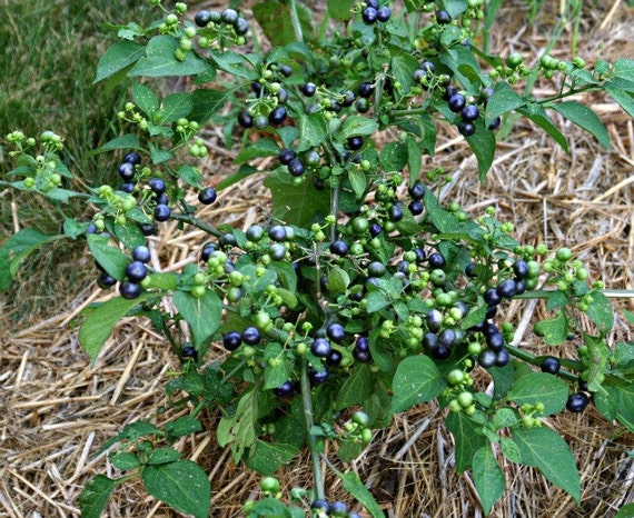 Garden Huckleberry Plant