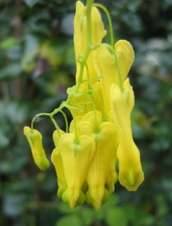 DICENTRA SCANDENS Golden TearsBleeding heart vine