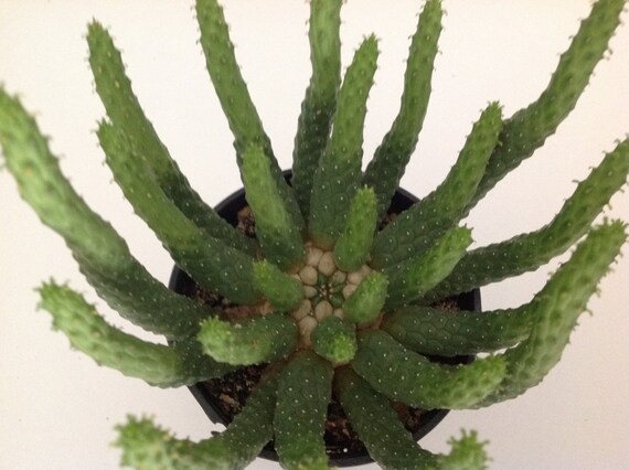 Items similar to Succulent cactus, Medusa Cactus. If green ...