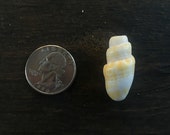 Hawaiian Sea Shell and Sea glass supplier by hawaiianseashellco