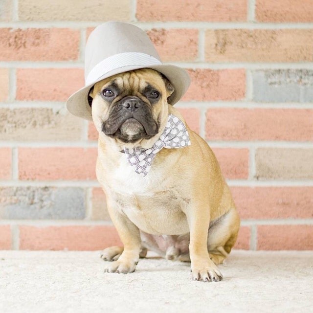 Bow Ties For Stylish Dogs And Their Humans by BrooklynBowtied