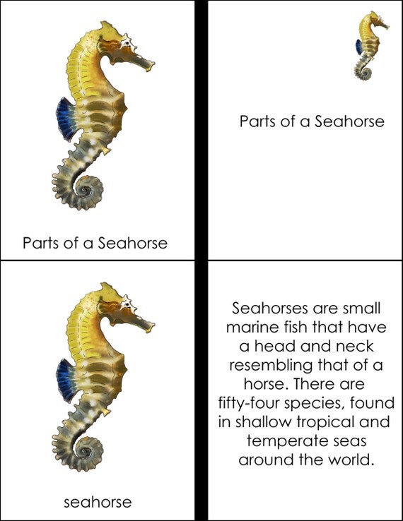 Parts of a Seahorse Montessori Booklet PDF by DiamondMontessori