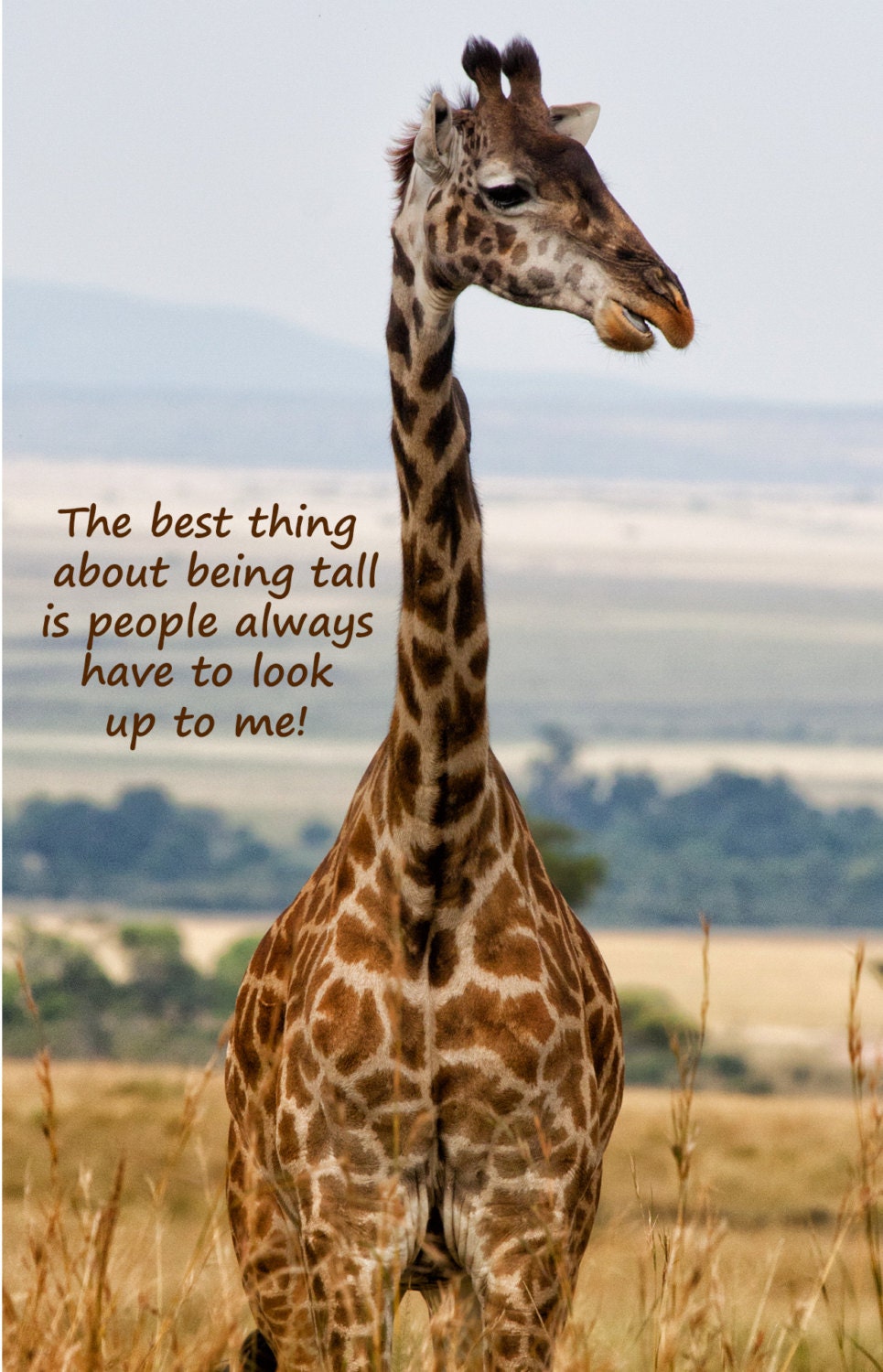 Giraffe Giraffe lustige Spruch Witz