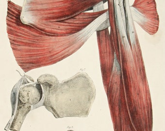 1842 Original LARGE hand colored plate from Quain's anatomy, triceps, rotator cuff, shoulder joint, first edition! Very Scarce!