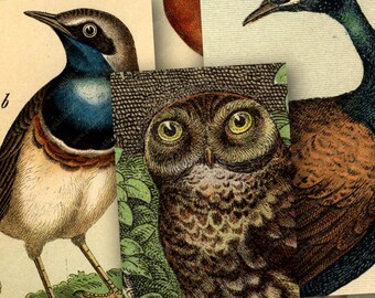 Vintage Bird and Owl Engravings in 1x2 for Dominos -- piddix digital collage sheet no. 144