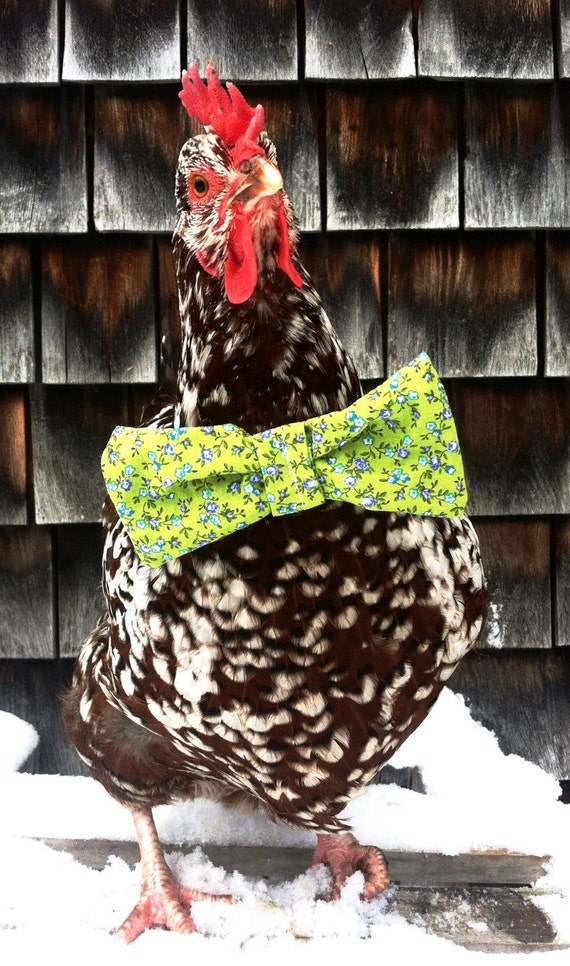 Bow Tie for your Pet Chicken, Chicken Bow, Chicken Clothes, Clothes for Chickens, Pet Accessories, Crazy Chicken Lady