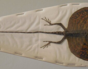 Male Draco HAEMATOPOGON Flying Lizard real taxidermy
