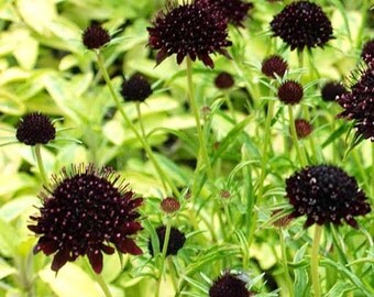 Scabiosa Atropurpurea Purple Black - 50 Seeds - Pincushion Flower