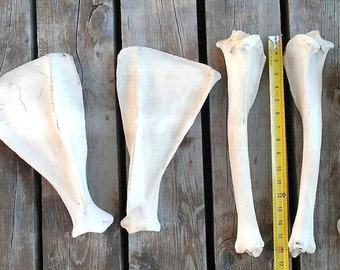 deer leg bones – Etsy