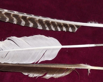 Handcut Feather Quill Pen Cut to Order