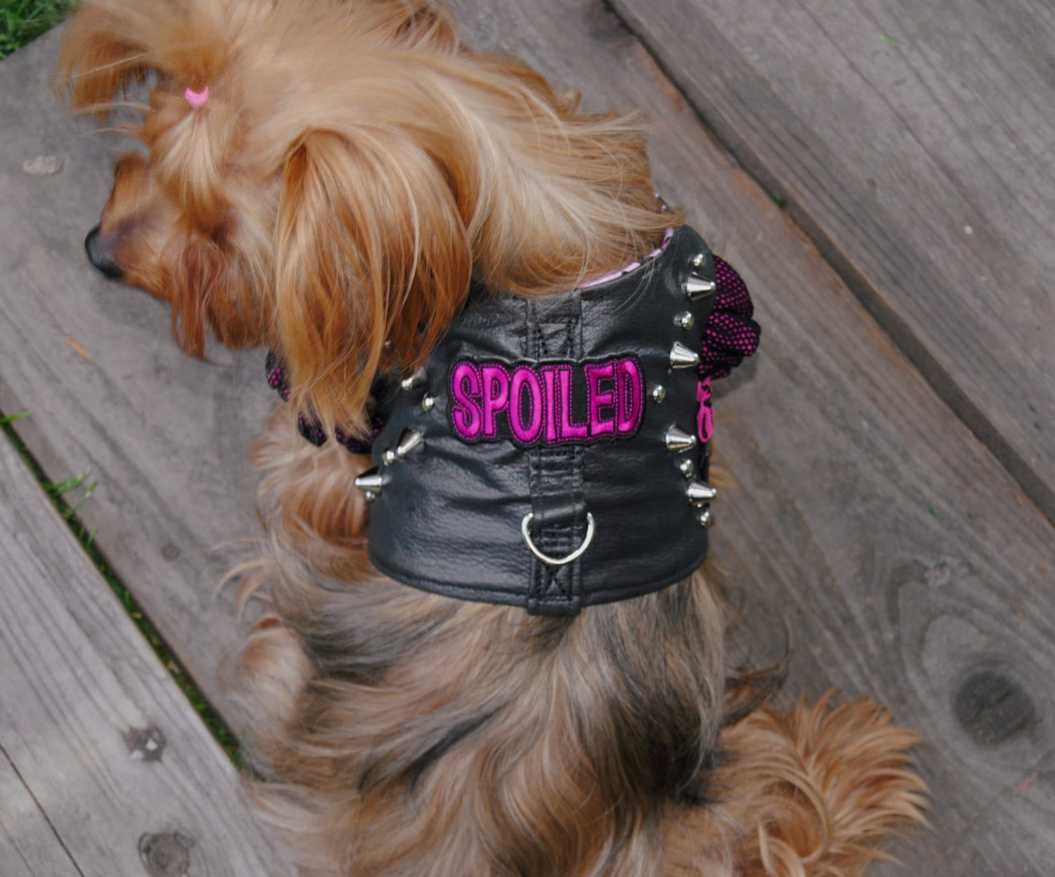 Spoiled Dog Biker Harness Harness Harley Davidson studs spikes