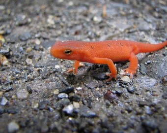 newt