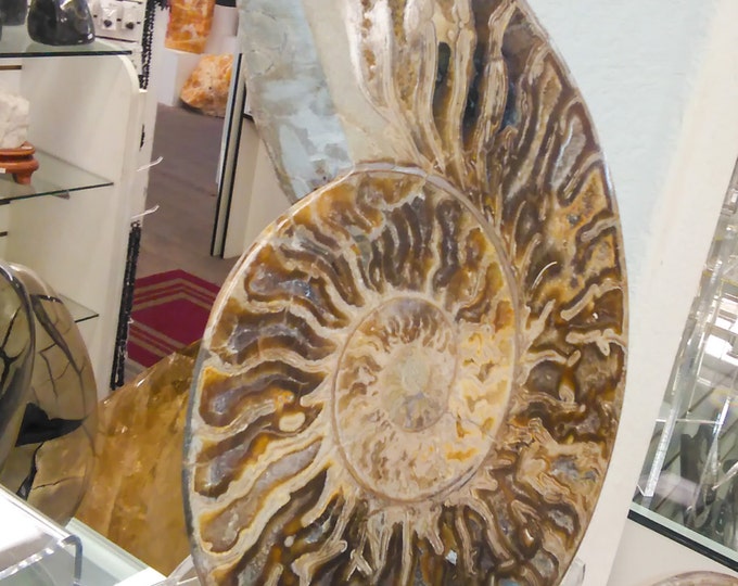 Ammonite Fossil Pair- You get BOTH 18" x 16" from Morocco- Ammonite \ Fossil \ Ammonites \ Dinosaur \ Home Decor \ Fossil Collection \ Stone