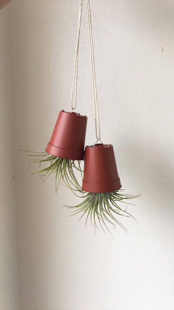 Upside down Hanging Planter with Tillandsia Air Plants Air