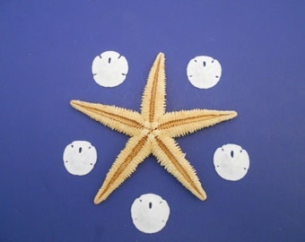 Sealife Sampler: Large Tan Starfish and 5 Real Sand Dollars Beach Decor Crafts