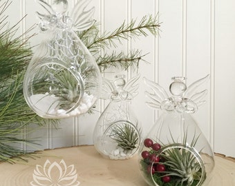 Tillandsia Holiday and Snow Angels by Zentilly©