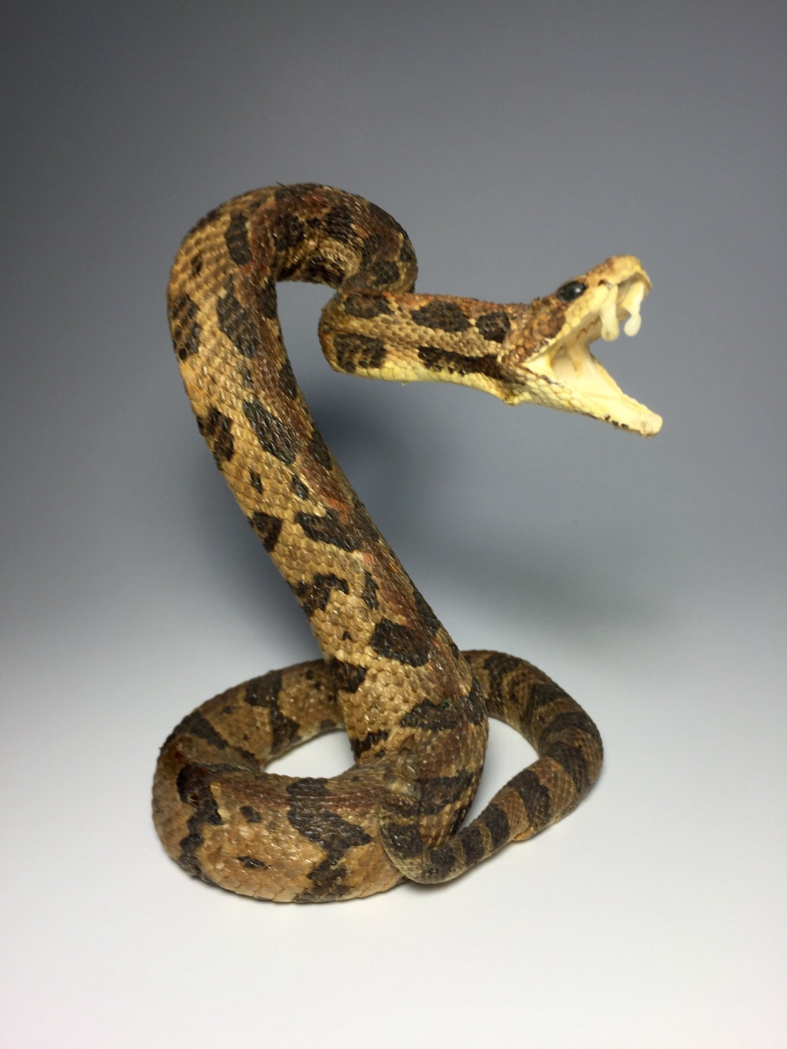 Baby Rattlesnake Taxidermy Taxidermy Snake Real Snake