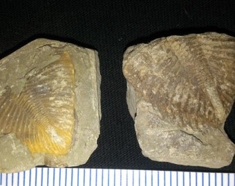 2 Trilobite Coronocephalus parts (2B)