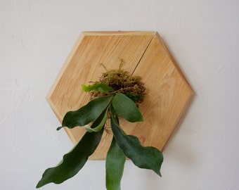 Staghorn Fern on Redwood - Small Hexagon