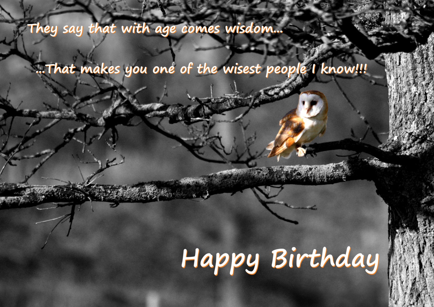 Happy Birthday Greeting Card funny saying wise old owl
