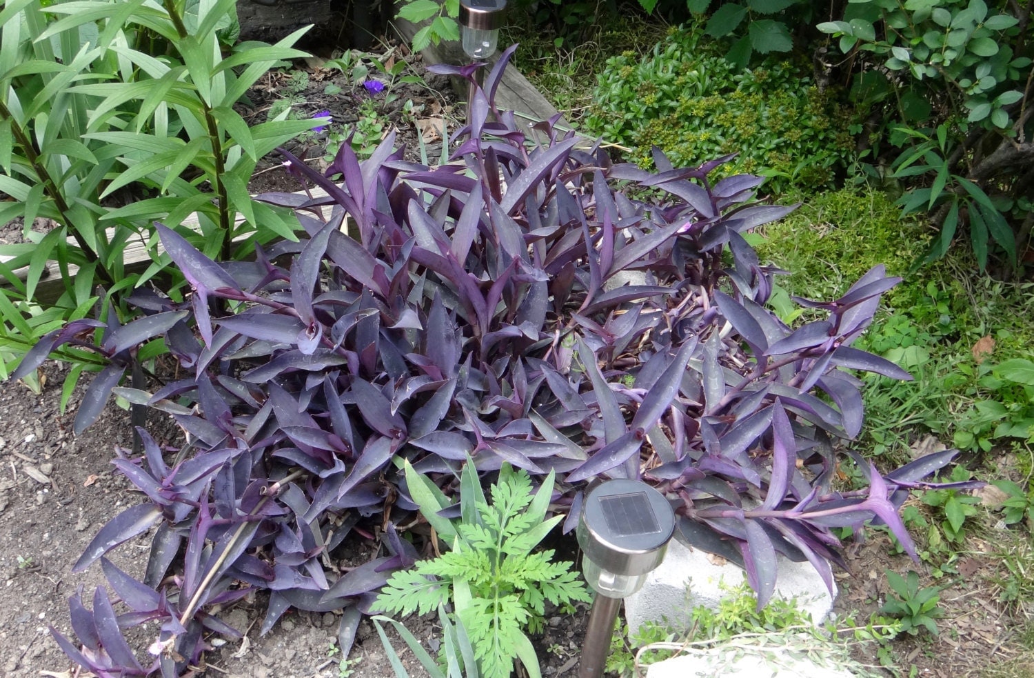 Purple heart tradescantia wandering jew plant 7x of 8inch