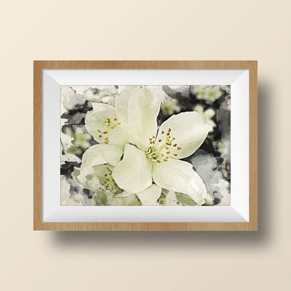 Jasmine flowers Floral Fine Art Print Flower Wall Decor